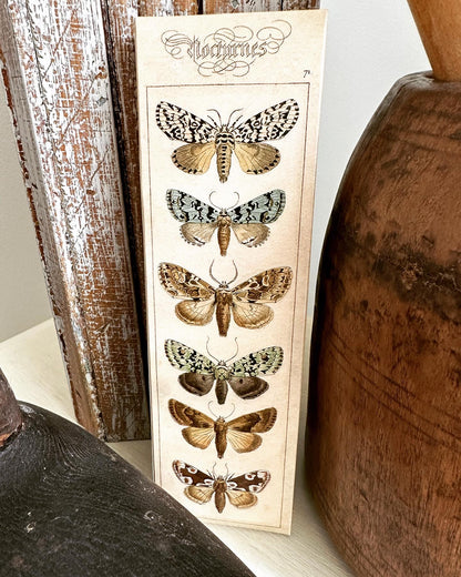 Nature Moth Matches Box