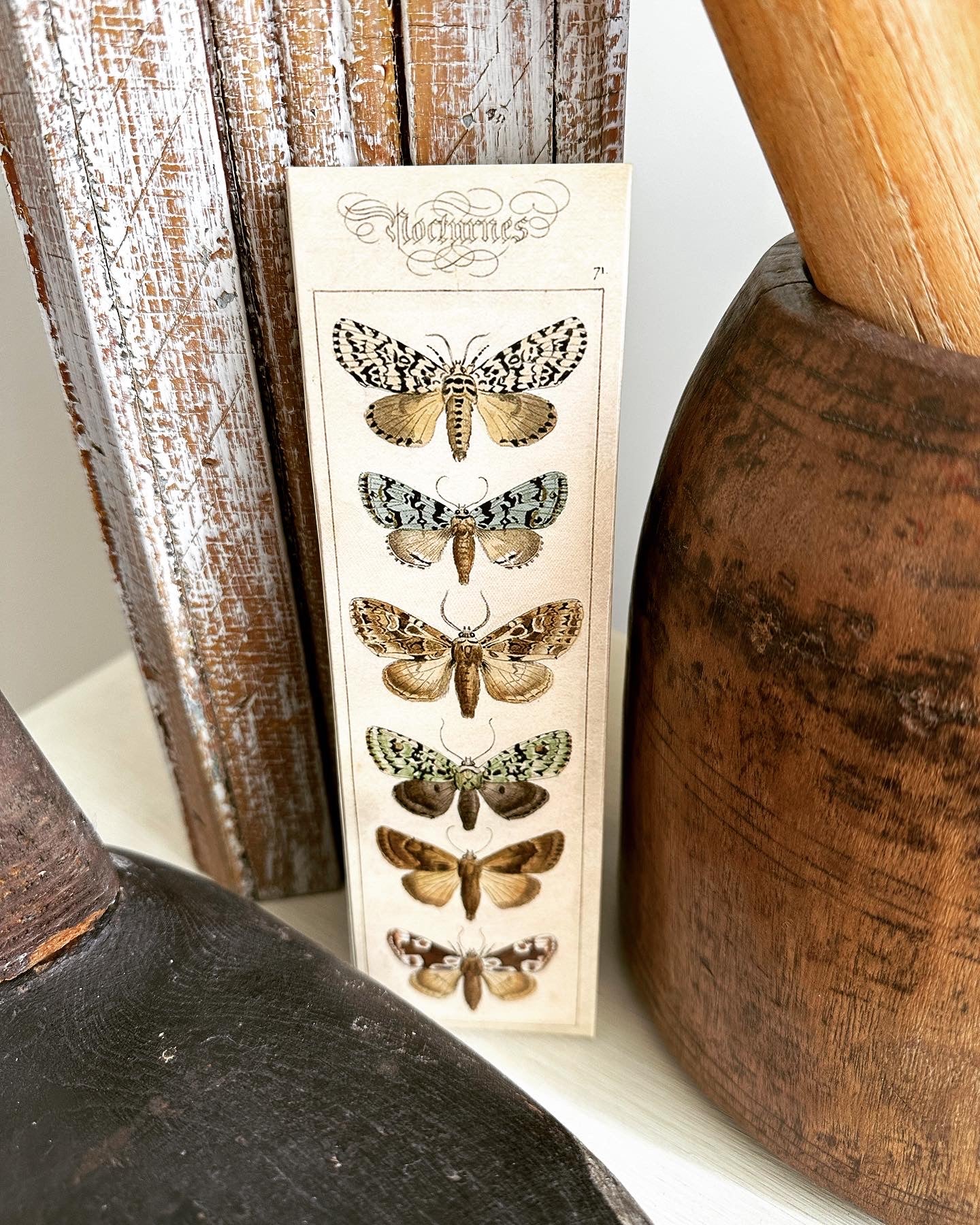 Nature Moth Matches Box