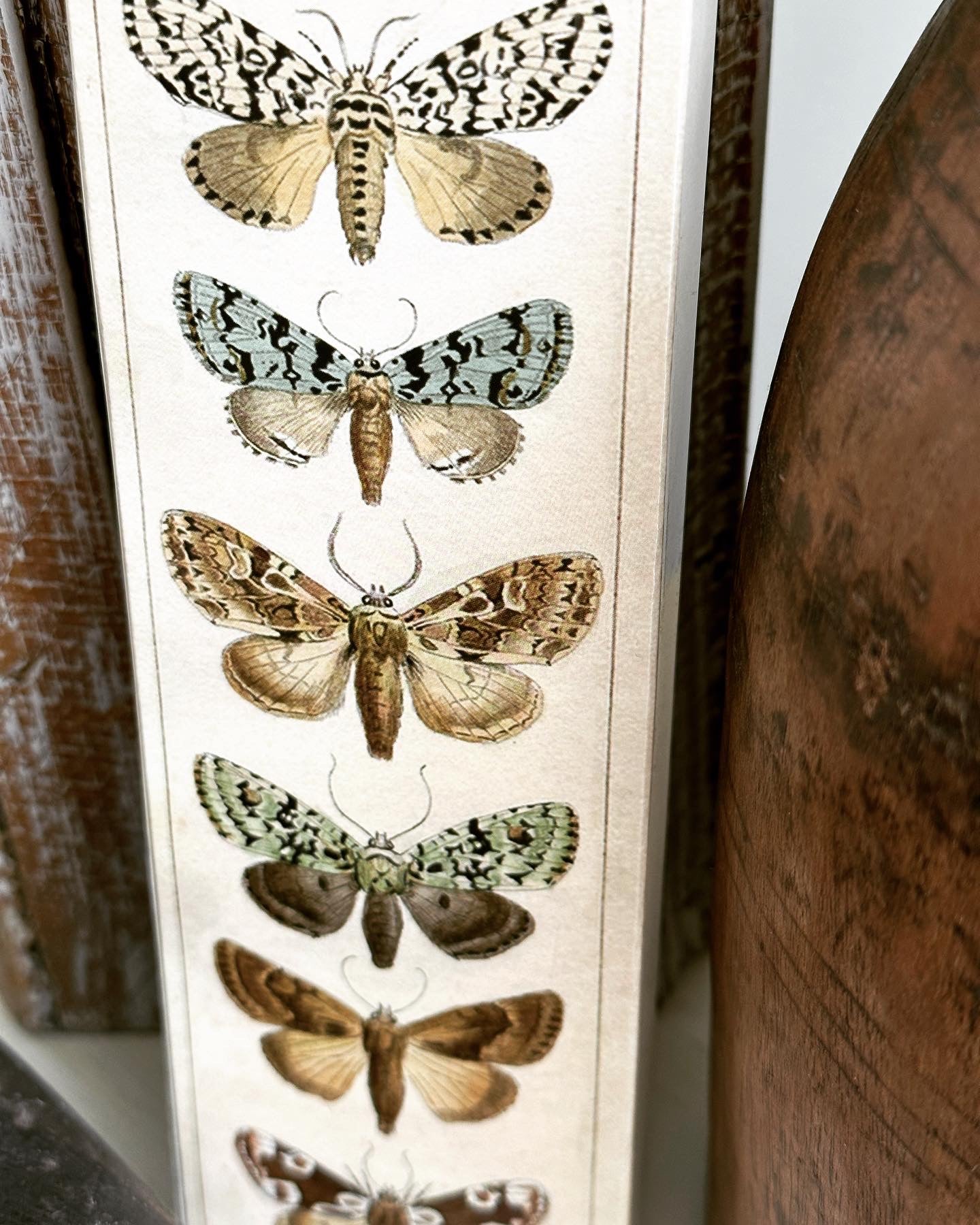 Nature Moth Matches Box